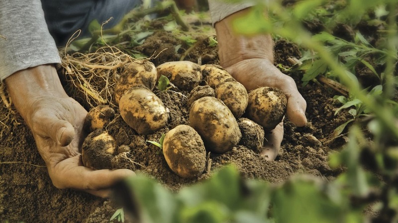 Patates kabuklarıyla nasıl baş edilir ve toprağı iyileştirir