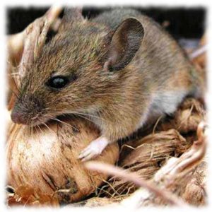 Comment se débarrasser des souris et des rats qui rongent les pommes de terre dans la cave