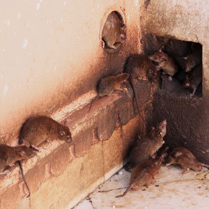 كيف تتخلص من الفئران والجرذان التي تقضم البطاطس في القبو