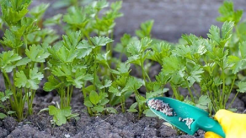 Como, quando e como alimentar a salsa para o crescimento: conselhos para jardineiros novatos