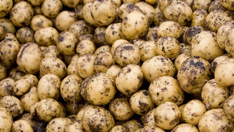 How to distinguish fodder potatoes from table varieties and what are its features