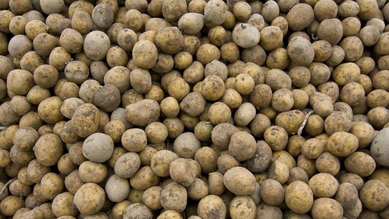 Πώς να ξεχωρίσετε τις πατάτες ζωοτροφών από τις επιτραπέζιες ποικιλίες και ποια είναι τα χαρακτηριστικά του