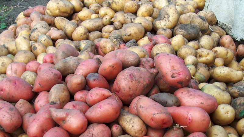 How to distinguish fodder potatoes from table varieties and what are its features