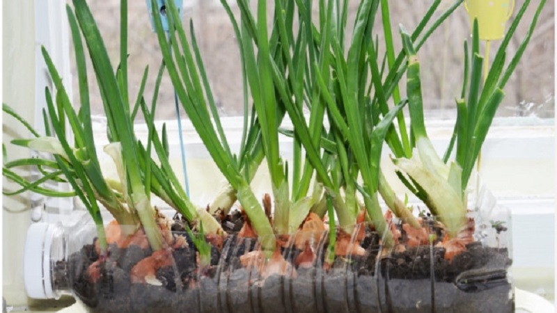 كيفية زراعة البصل الأخضر على حافة النافذة: دليل خطوة بخطوة للمبتدئين