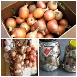 Step-by-step instructions on how to keep onions for the winter at home