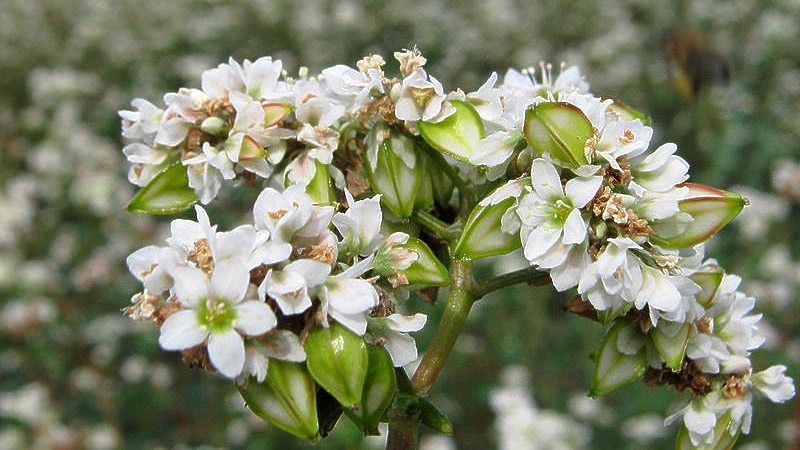 Comment fleurit le sarrasin: description, ses avantages et son application