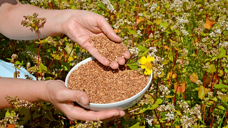 Como semear trigo sarraceno na região de Kemerovo: época ideal e taxas de semeadura