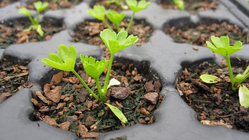 Adım adım talimatlar: fide için evde tohumlardan kereviz nasıl yetiştirilir