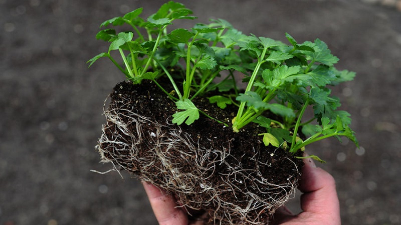 Adım adım talimatlar: fide için evde tohumlardan kereviz nasıl yetiştirilir