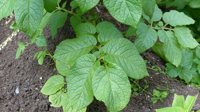 What are the diseases of potato tops: description and treatment