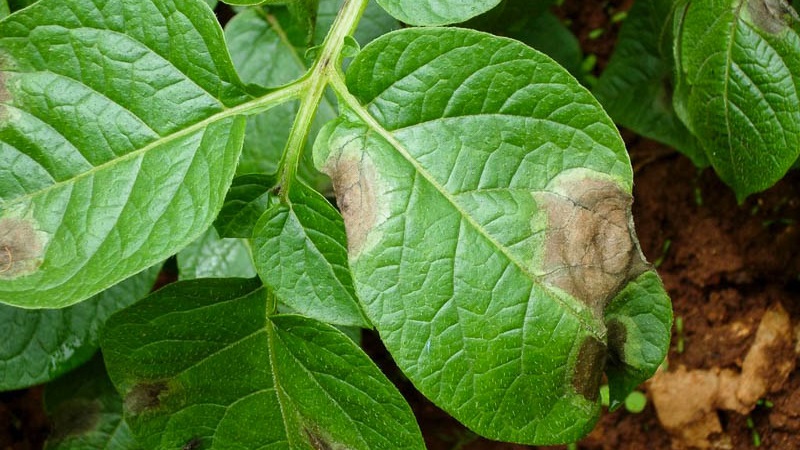 Wat zijn de ziekten van aardappeltoppen: beschrijving en behandeling