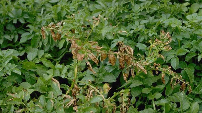 What are the diseases of potato tops: description and treatment