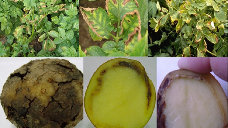 Wat zijn de ziekten van aardappeltoppen: beschrijving en behandeling