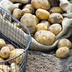 Auf welche Weise und wie sich Kartoffeln vermehren