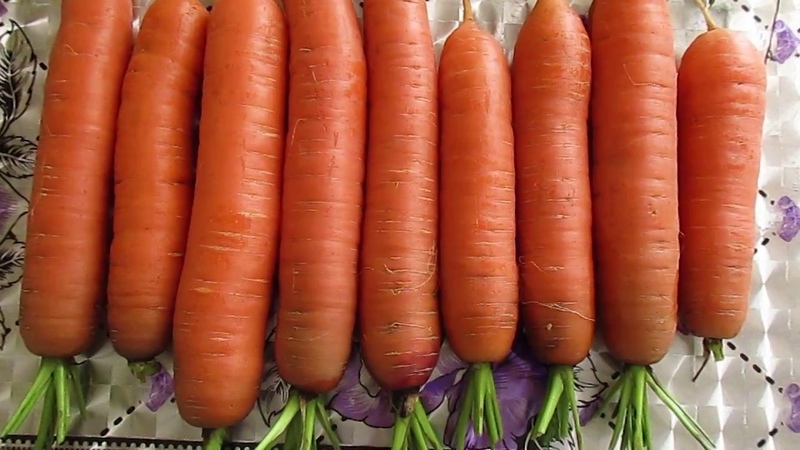 What carrots to plant in the Moscow region: the best varieties for open ground