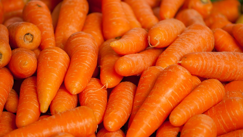 Que zanahorias plantar en los suburbios: las mejores variedades para campo abierto