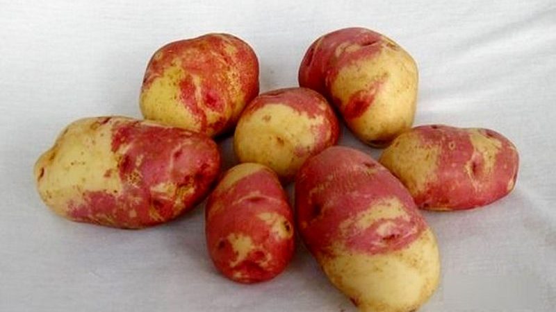 Produktyvi, nepretenzinga ir ligoms atspari bulvių veislė Ivan da Marya