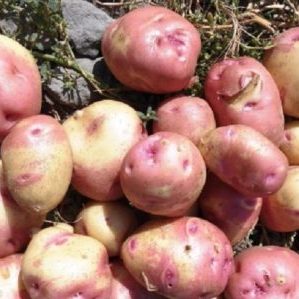 Una varietat de patates productiva, sense pretensions i resistent a les malalties Ivan da Marya