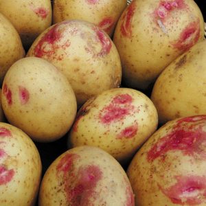مجموعة متنوعة من البطاطس منتجة ومتواضعة ومقاومة للأمراض إيفان دا ماريا