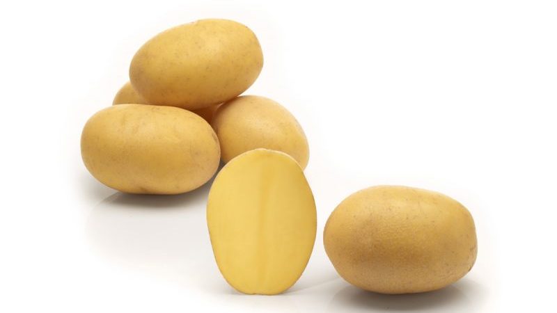 Varietate medie de cartofi Lilly timpuriu cu randament ridicat