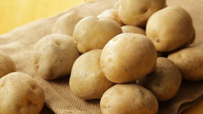 Middelvroeg Lilly-aardappelras met hoge opbrengst