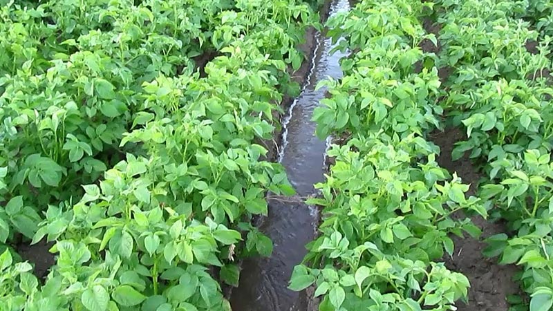 صنف بطاطس ليلي مبكر متوسط ​​ذو إنتاجية عالية