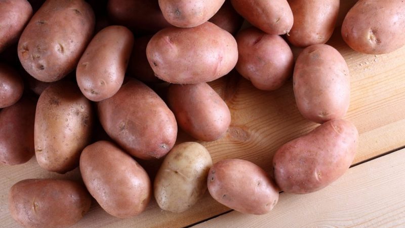 Les meilleures variétés de pommes de terre: Naiada, Madeira, Chaika et autres