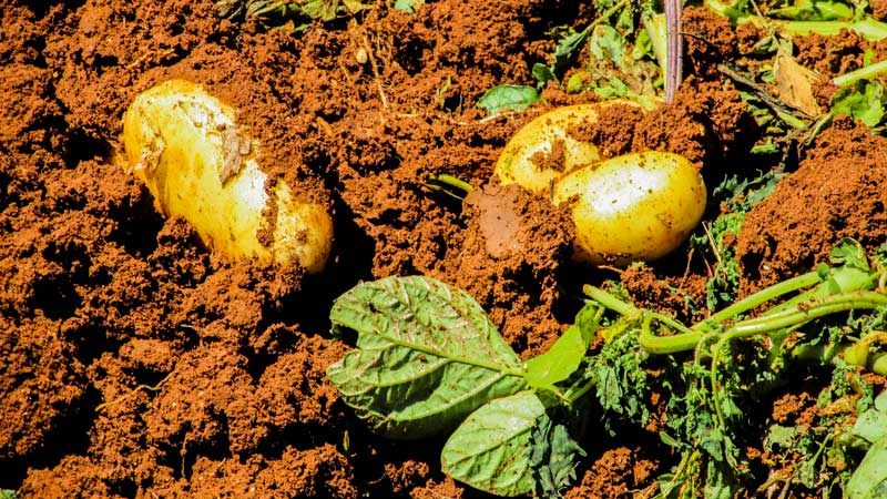 Les meilleures variétés de pommes de terre: Naiada, Madeira, Chaika et autres
