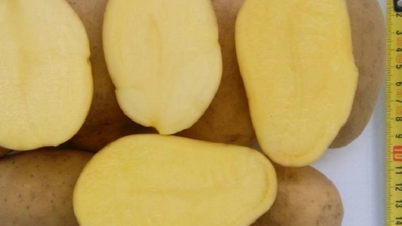 Средно късна маса Ragneda картоф, адаптивен към всяка почва