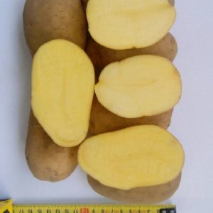 Een medium late tafel Ragneda-aardappel die zich aanpast aan elke grond