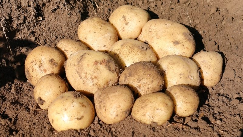 Kendini iyi koruyan iddiasız bir patates çeşidi: Sifra