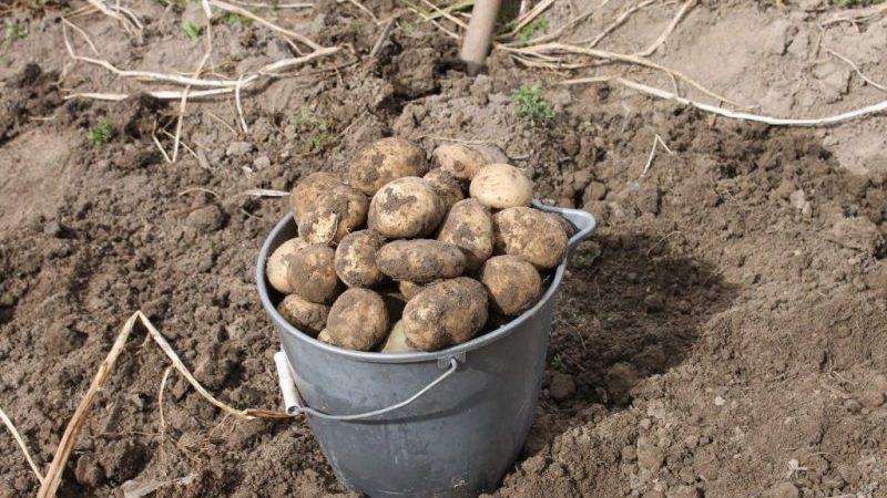 Manure bilang pataba para sa patatas: kailan mas mahusay na mag-aplay, sa taglagas o tagsibol