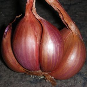 When to plant the onion variety Shrike