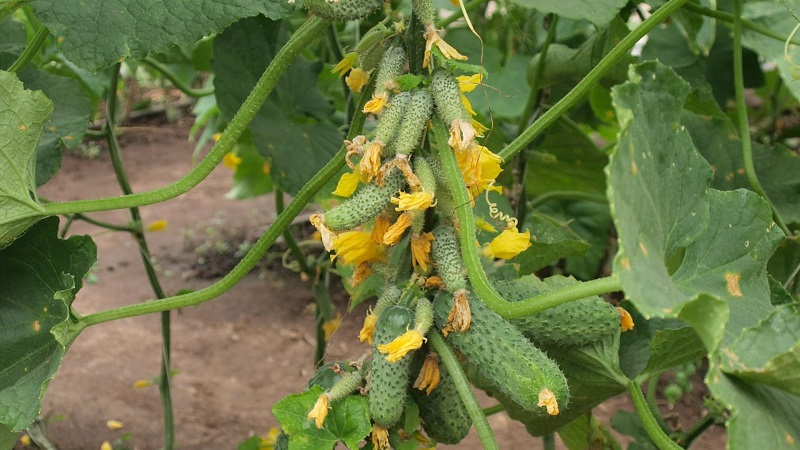 Ang pinakamainam na pollinated varieties ng mga pipino para sa mga greenhouse sa Urals