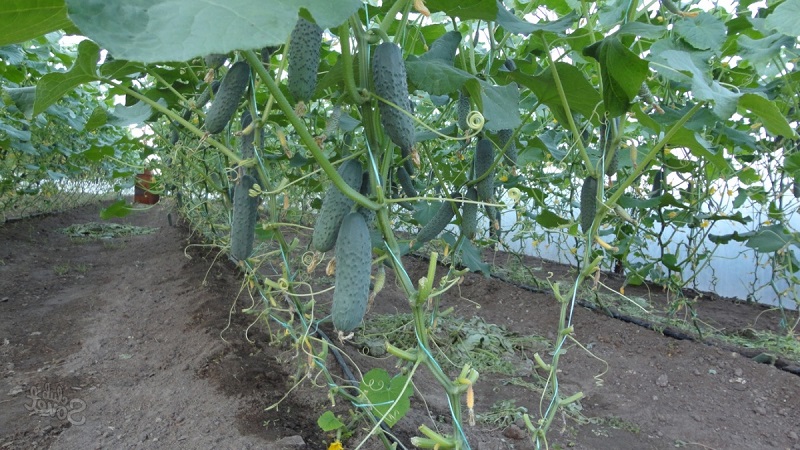 Ang pinakamainam na pollinated varieties ng mga pipino para sa mga greenhouse sa Urals