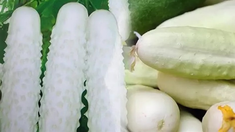 Les millors varietats de cogombre auto-pol·linitzat per a l'envasat i la conserva