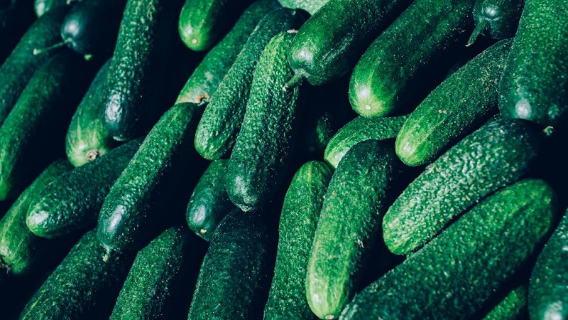 The best self-pollinated cucumber varieties for pickling and canning