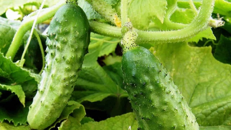De beste zelfbestoven komkommersoorten voor beitsen en conserven