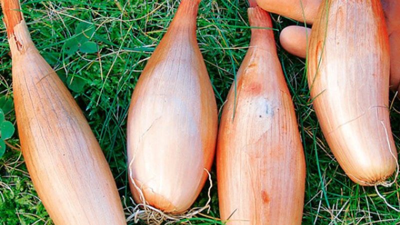 Mataas na nagbubunga ng Sakit at Pest Resistant Onion Variety Bamberger