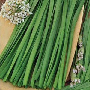 Perennial onions with a pleasant scent Jusai