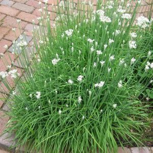 Perennial onions with a pleasant scent Jusai