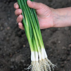 High-yielding onion with amazing flavor Parade