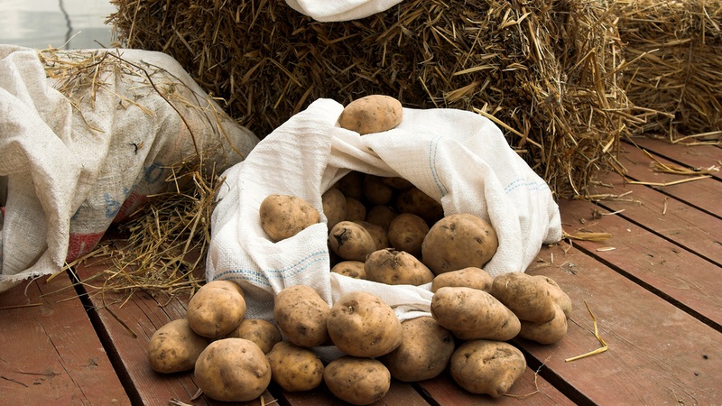 Patatesler için evde depolama yöntemleri