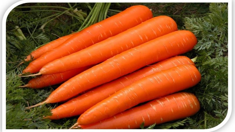 Frost-resistant carrot iba't-ibang Queen of Autumn