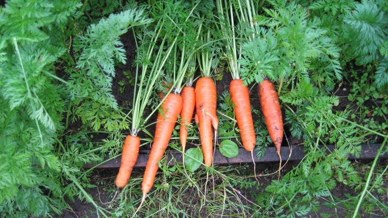 Variété de carottes résistante au gel Queen of Autumn