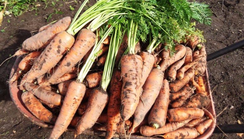 Frost-resistant carrot iba't-ibang Queen of Autumn