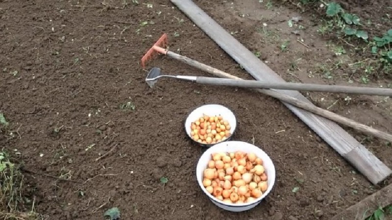 Cómo plantar cebollas correctamente y a qué profundidad para el invierno.