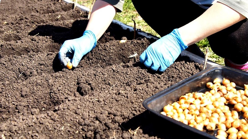 Como plantar cebolas corretamente e em que profundidade para o inverno