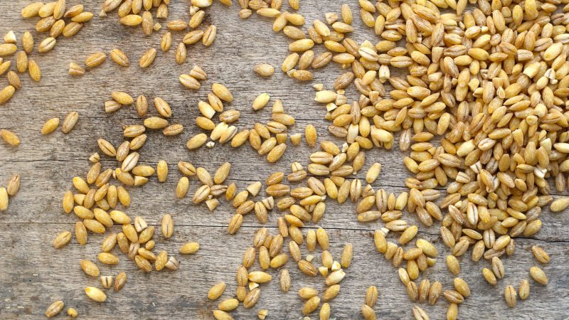 Ang hindi kapani-paniwalang mga pakinabang ng barley para sa katawan ng tao