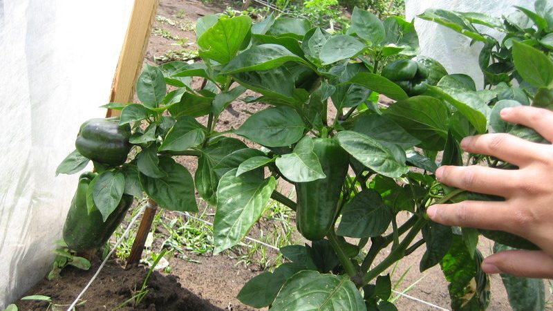 È necessario raccogliere le foglie dei peperoni nella serra e come farlo correttamente: istruzioni per giardinieri alle prime armi